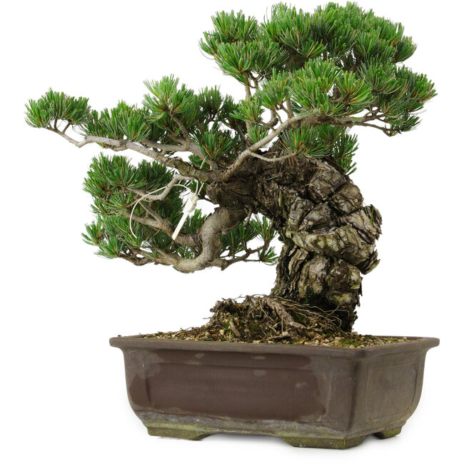 Pinus parviflora, 40 cm, ca. 40 Jahre alt, mit einem Wurzelansatz von 11 cm