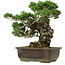 Pinus parviflora, 40 cm, ± 40 years old, with a nebari of 11 cm
