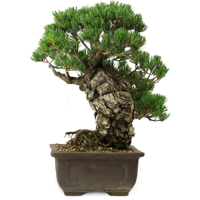 Pinus parviflora, 40 cm, ± 40 anni, con nebari di 11 cm