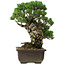 Pinus parviflora, 40 cm, ± 40 years old, with a nebari of 11 cm
