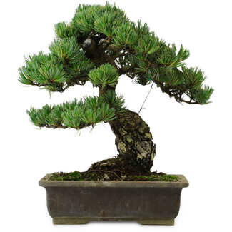 Pinus parviflora, 40 cm, ± 40 Jahre alt