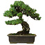 Pinus parviflora, 40 cm, ± 40 años de edad, con un nebari de 11 cm.