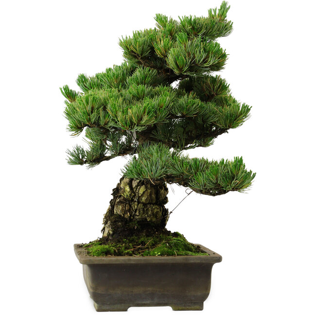 Pinus parviflora, 40 cm, ± 40 years old, with a nebari of 11 cm