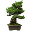 Pinus parviflora, 40 cm, ± 40 ans, avec un nebari de 11 cm