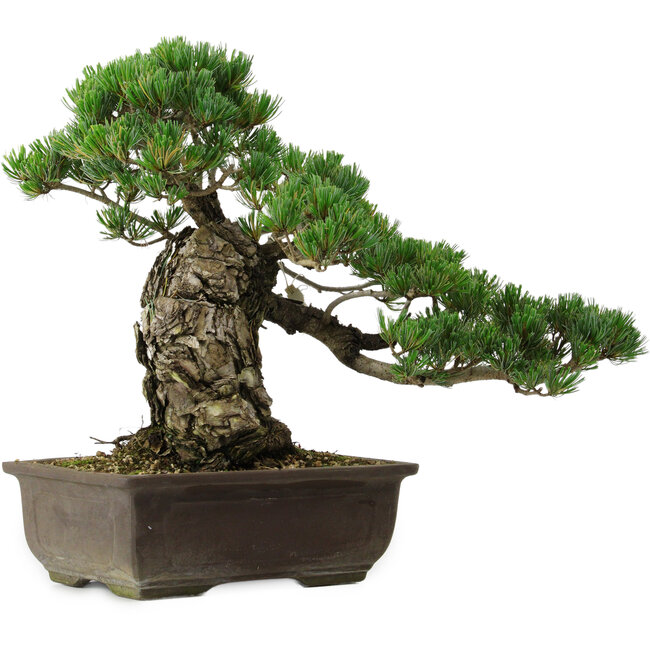 Pinus parviflora, 40 cm, ± 40 años de edad, con un nebari de 11 cm.