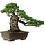 Pinus parviflora, 40 cm, ± 40 años de edad, con un nebari de 11 cm.