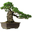 Pinus parviflora, 40 cm, ca. 40 Jahre alt, mit einem Wurzelansatz von 11 cm