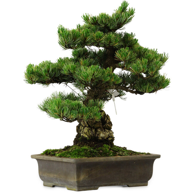 Pinus parviflora, 40 cm, ± 40 years old, with a nebari of 11 cm