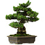 Pinus parviflora, 40 cm, ± 40 jaar oud, met een nebari van 11 cm