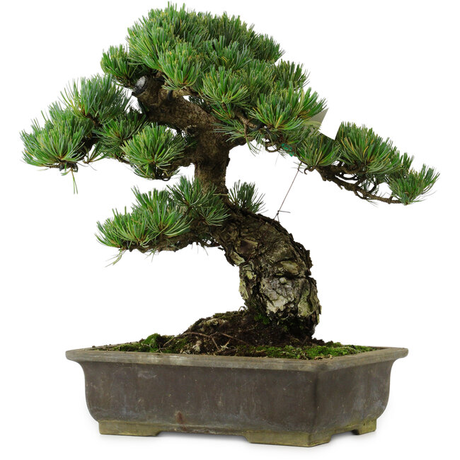 Pinus parviflora, 40 cm, ± 40 years old, with a nebari of 11 cm