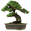 Pinus parviflora, 40 cm, ± 40 años de edad, con un nebari de 11 cm.