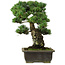 Pinus parviflora, 40 cm, ± 40 years old, with a nebari of 11 cm
