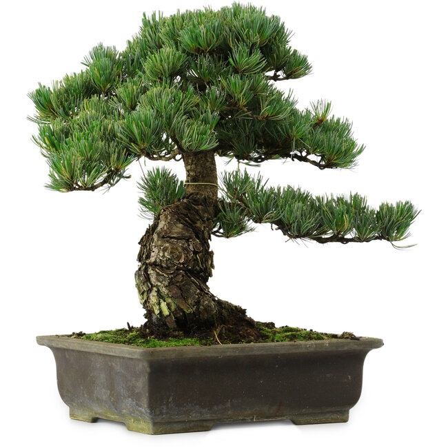 Pinus parviflora, 40 cm, ± 40 años de edad, con un nebari de 11 cm.