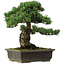 Pinus parviflora, 40 cm, ca. 40 Jahre alt, mit einem Wurzelansatz von 11 cm