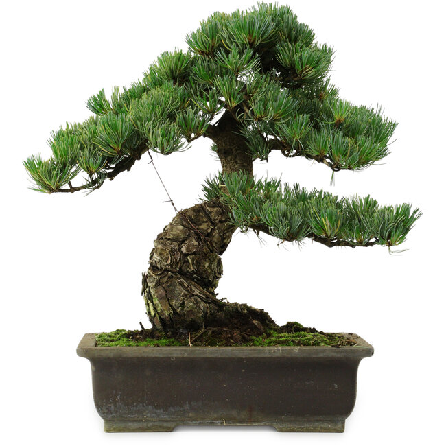 Pinus parviflora, 40 cm, ± 40 years old, with a nebari of 11 cm