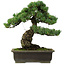 Pinus parviflora, 40 cm, ± 40 ans, avec un nebari de 11 cm