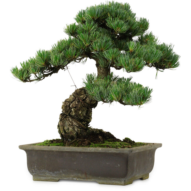 Pinus parviflora, 40 cm, ± 40 jaar oud, met een nebari van 11 cm