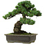 Pinus parviflora, 40 cm, ± 40 anni, con nebari di 11 cm
