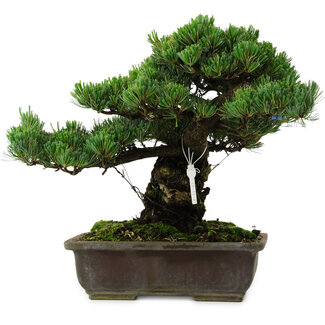 Pinus parviflora, 40 cm, ± 40 years old