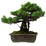 Pinus parviflora, 40 cm, ± 40 jaar oud, met een nebari van 11 cm