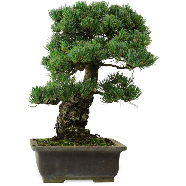 Pinus parviflora, 40 cm, ± 40 anni, con nebari di 11 cm