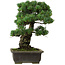 Pinus parviflora, 40 cm, ± 40 años de edad, con un nebari de 11 cm.