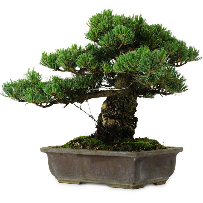 Pinus parviflora, 40 cm, ± 40 años de edad, con un nebari de 11 cm.
