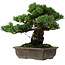 Pinus parviflora, 40 cm, ± 40 jaar oud, met een nebari van 11 cm