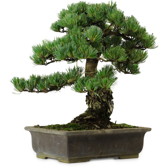 Pinus parviflora, 40 cm, ± 40 anni, con nebari di 11 cm