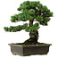 Pinus parviflora, 40 cm, ca. 40 Jahre alt, mit einem Wurzelansatz von 11 cm