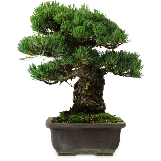 Pinus parviflora, 40 cm, ± 40 años de edad, con un nebari de 11 cm.