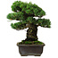 Pinus parviflora, 40 cm, ± 40 years old, with a nebari of 11 cm