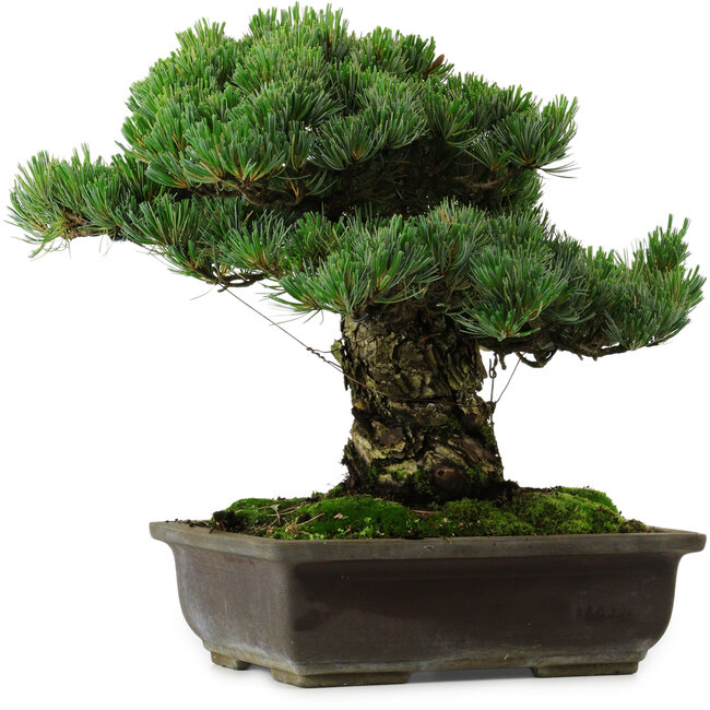 Pinus parviflora, 40 cm, ± 40 anni, con nebari di 11 cm