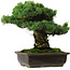 Pinus parviflora, 40 cm, ± 40 jaar oud, met een nebari van 11 cm