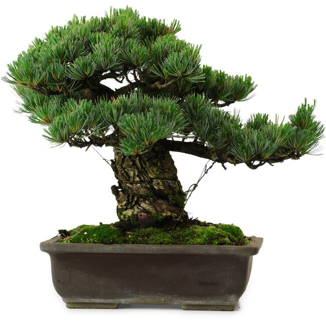 Pinus parviflora, 40 cm, ± 40 jaar oud, met een nebari van 11 cm