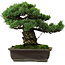Pinus parviflora, 40 cm, ca. 40 Jahre alt, mit einem Wurzelansatz von 11 cm