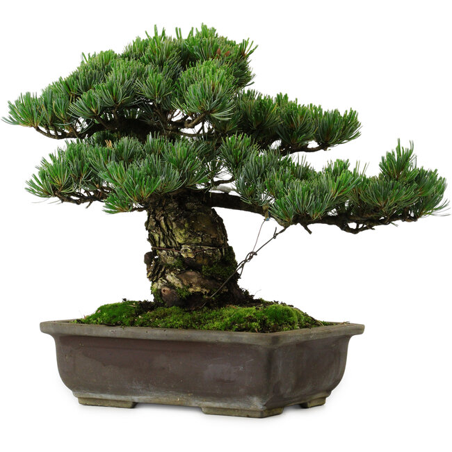Pinus parviflora, 40 cm, ± 40 anni, con nebari di 11 cm
