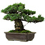 Pinus parviflora, 40 cm, ± 40 ans, avec un nebari de 11 cm