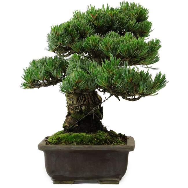 Pinus parviflora, 40 cm, ± 40 years old, with a nebari of 11 cm