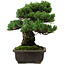 Pinus parviflora, 40 cm, ± 40 years old, with a nebari of 11 cm
