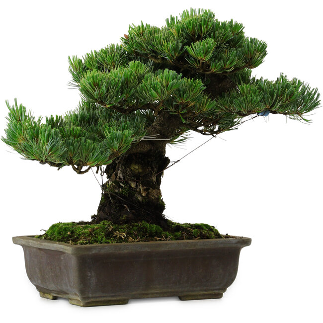 Pinus parviflora, 40 cm, ± 40 años de edad, con un nebari de 11 cm.