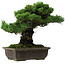 Pinus parviflora, 40 cm, ± 40 anni, con nebari di 11 cm