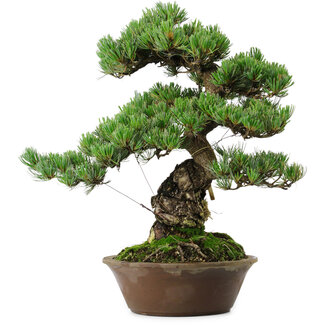 Pinus parviflora, 40 cm, ± 35 years old