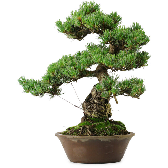 Pinus parviflora, 40 cm, ± 35 años de edad, con un nebari de 11 cm