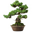 Pinus parviflora, 40 cm, ± 35 años de edad, con un nebari de 11 cm