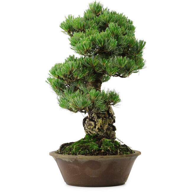 Pinus parviflora, 40 cm, ± 35 years old, with a nebari of 11 cm