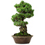 Pinus parviflora, 40 cm, ± 35 anni, con nebari di 11 cm