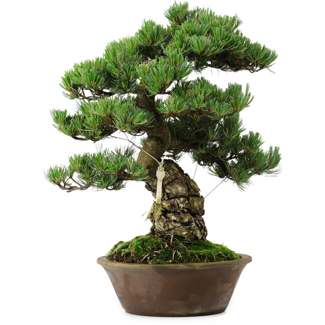 Pinus parviflora, 40 cm, ± 35 ans, avec un nebari de 11 cm