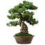 Pinus parviflora, 40 cm, ± 35 anni, con nebari di 11 cm