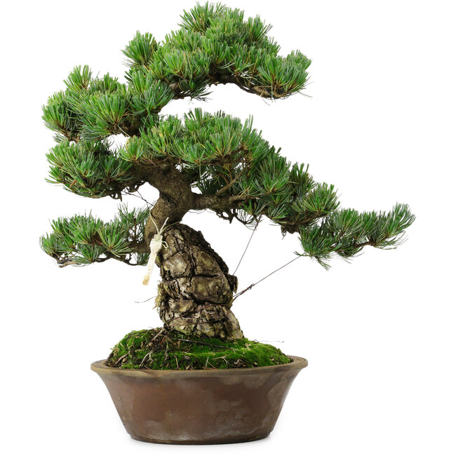 Pinus parviflora, 40 cm, ± 35 jaar oud, met een nebari van 11 cm